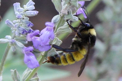 American Bumble Bee