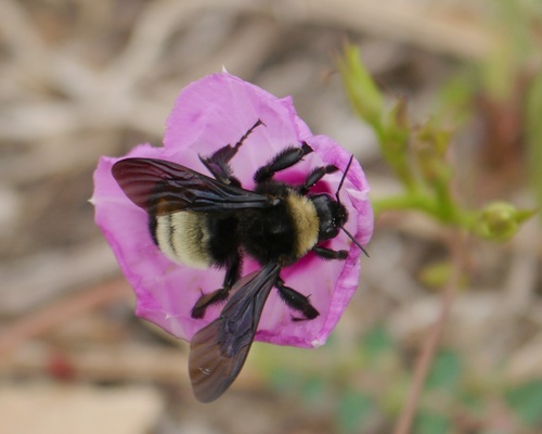 American Bumble Bee