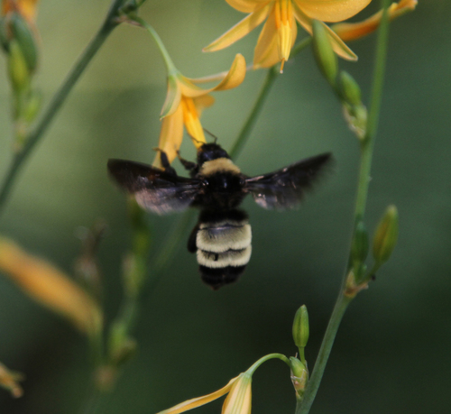 American Bumble Bee