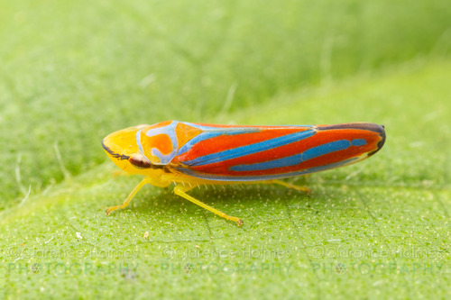 Red-banded Leafhopper