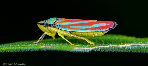 Red-banded Leafhopper
