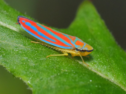 Red-banded Leafhopper