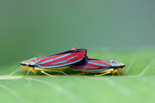 Red-banded Leafhopper