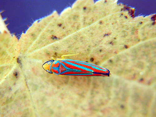Red-banded Leafhopper