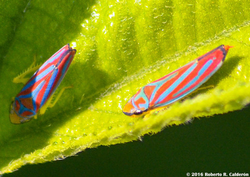 Red-banded Leafhopper