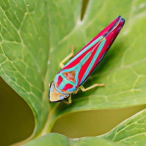 Red-banded Leafhopper