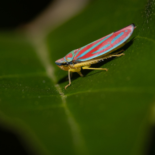 Red-banded Leafhopper