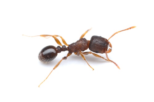 Immigrant Pavement Ant