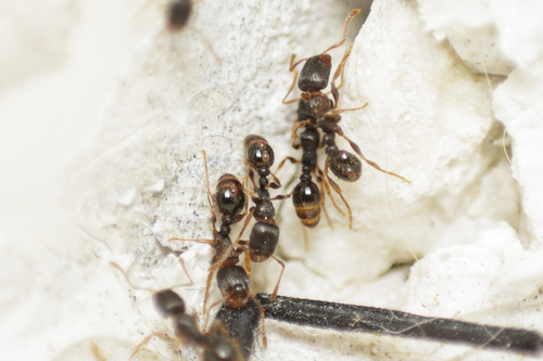 Immigrant Pavement Ant