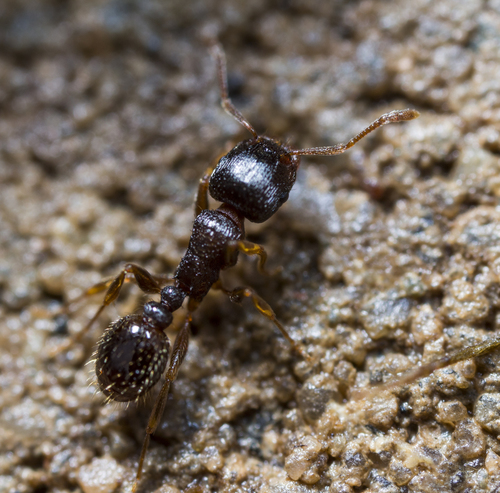Immigrant Pavement Ant
