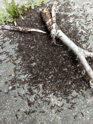 Immigrant Pavement Ant