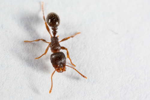 Immigrant Pavement Ant
