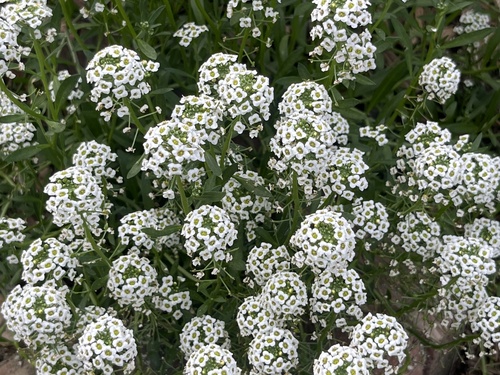 sweet alyssum