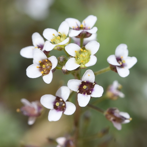 sweet alyssum