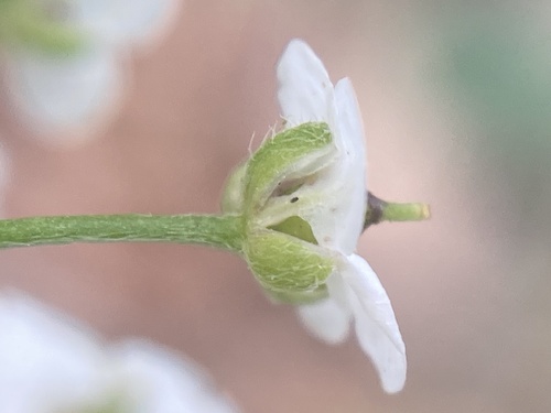 sweet alyssum