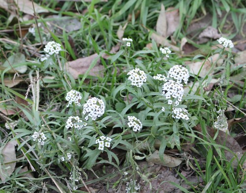 sweet alyssum