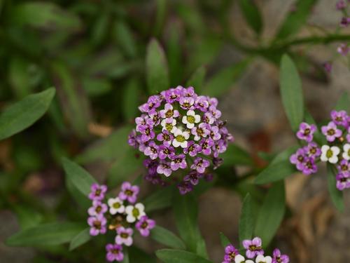 sweet alyssum