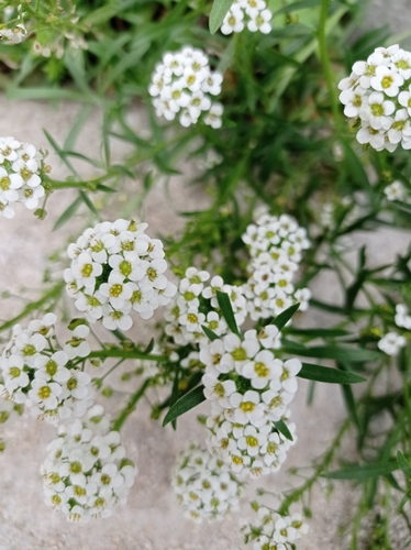 sweet alyssum