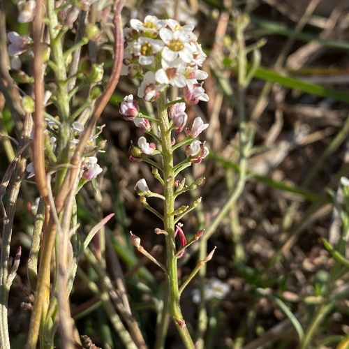 sweet alyssum
