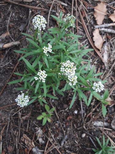 sweet alyssum