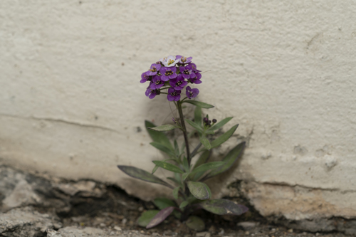 sweet alyssum