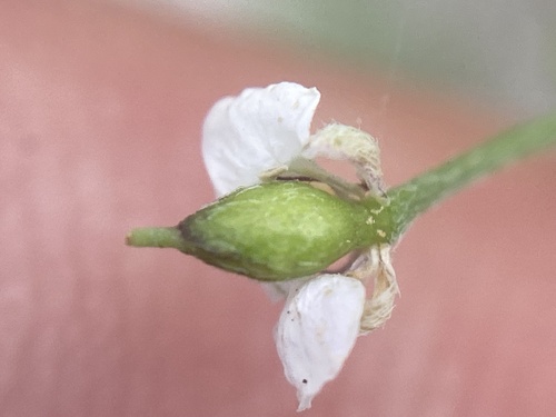 sweet alyssum