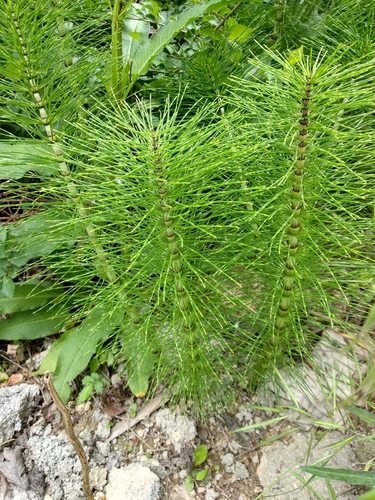 great horsetail