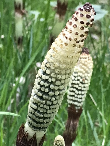 great horsetail