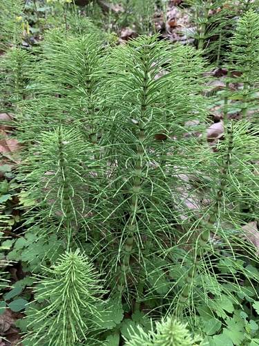 great horsetail