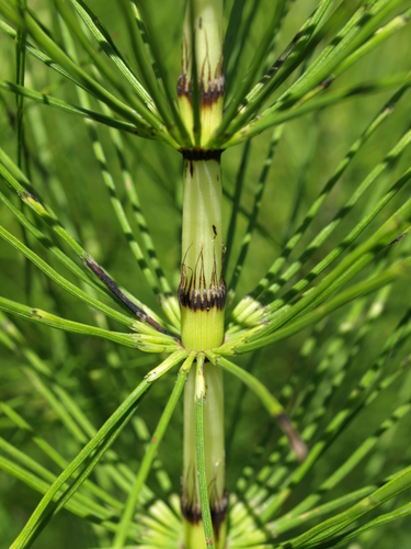 great horsetail