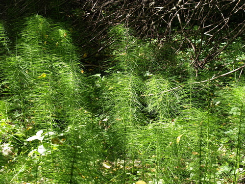 great horsetail