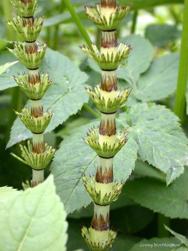 great horsetail