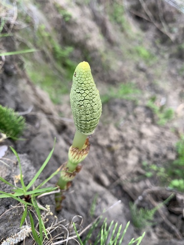 great horsetail