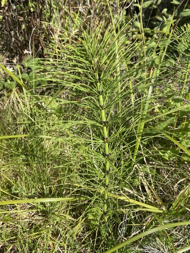 great horsetail