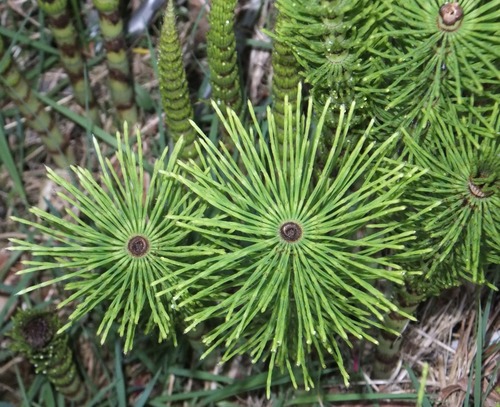 great horsetail
