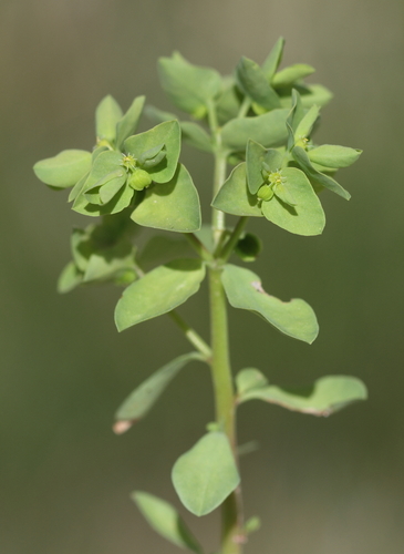 Petty Spurge