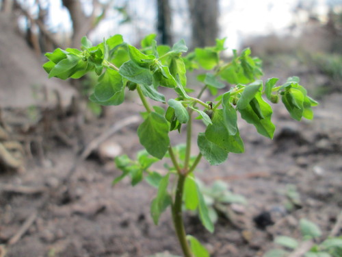 Petty Spurge