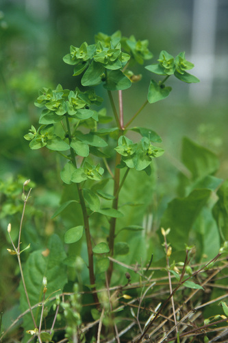 Petty Spurge