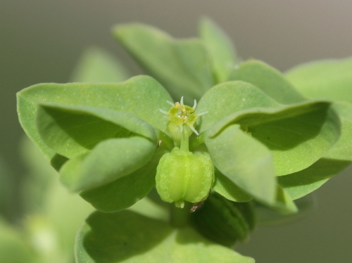 Petty Spurge