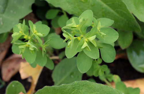 Petty Spurge