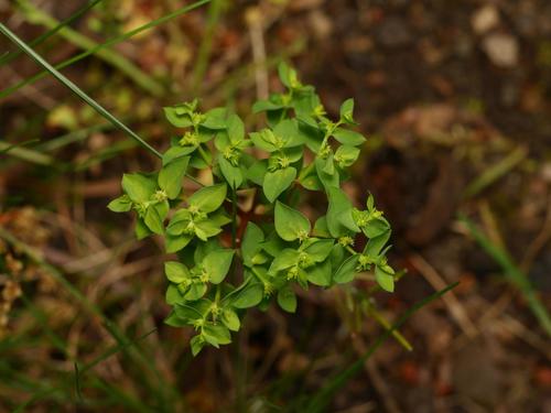 Petty Spurge