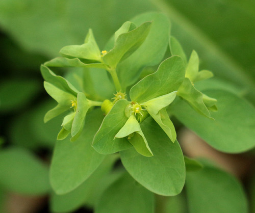 Petty Spurge