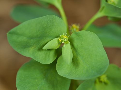 Petty Spurge