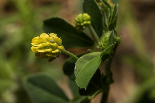 Black Medick