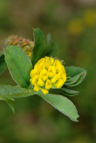 Black Medick
