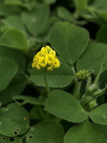 Black Medick