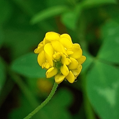Black Medick