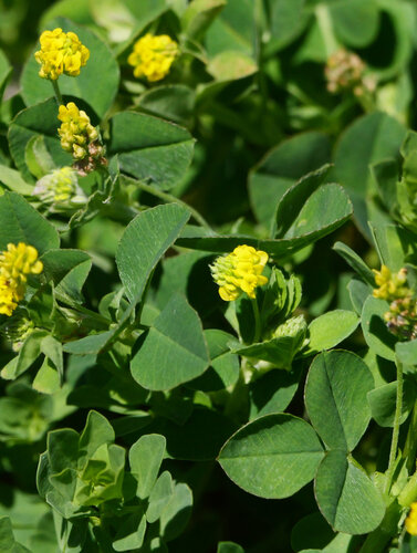 Black Medick