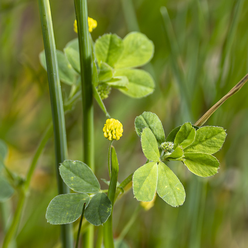 Black Medick