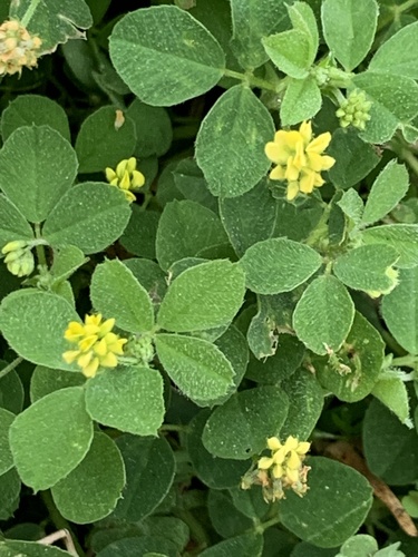 Black Medick
